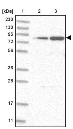 Western Blot: GFM1 Antibody [NBP2-38221] - Lane 1: Marker [kDa] 230, 130, 95, 72, 56, 36, 28, 17, 11<br/>Lane 2: RT-4<br/>Lane 3: U-251 MG