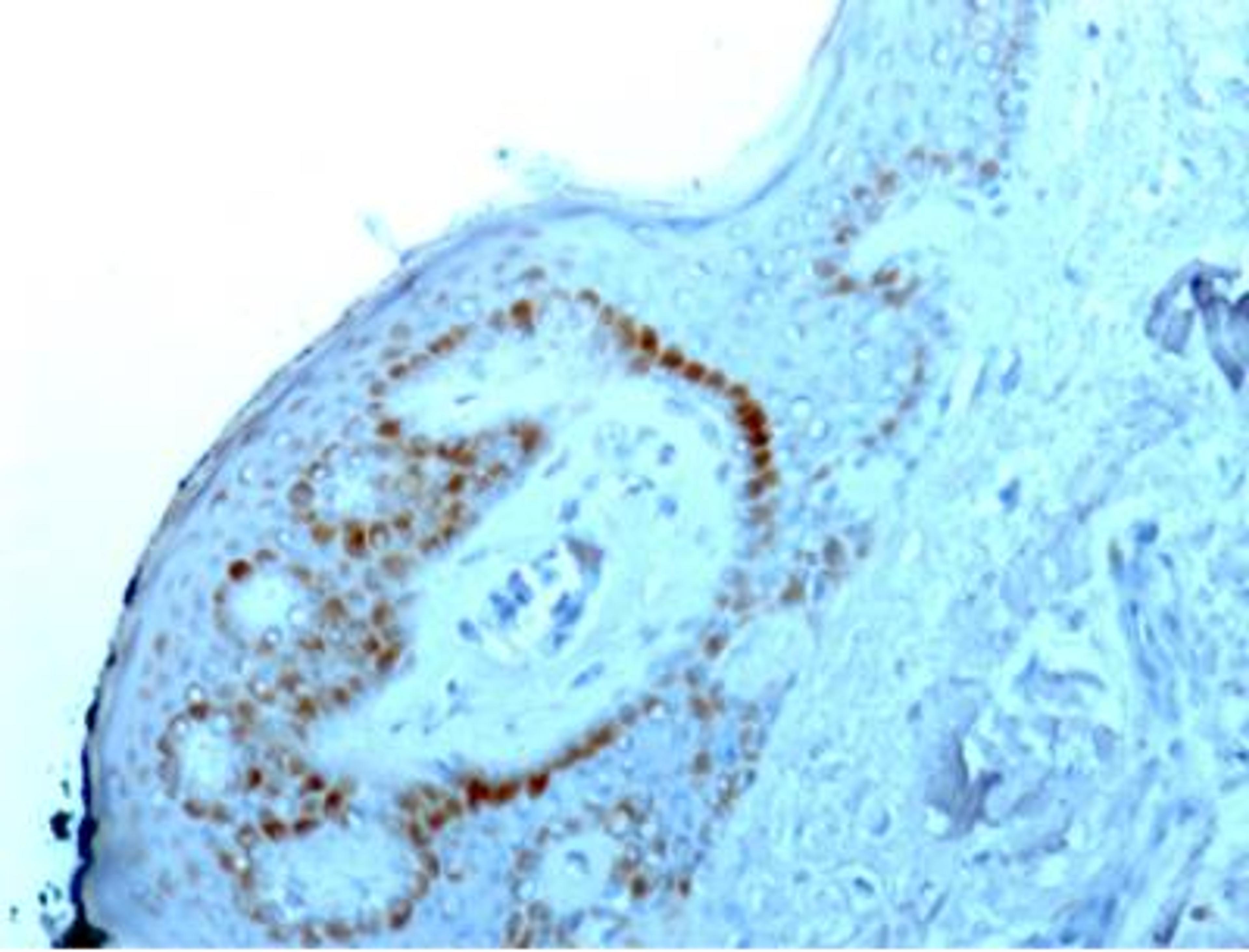 Immunohistochemistry-Paraffin: Nucleoli Marker Antibody (NM95) [NBP2-32886] - Staining of human skin.