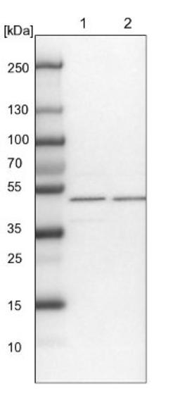 Western Blot: WDR37 Antibody [NBP1-81450] - Lane 1: NIH-3T3 cell lysate (Mouse embryonic fibroblast cells)<br/>Lane 2: NBT-II cell lysate (Rat Wistar bladder tumour cells)