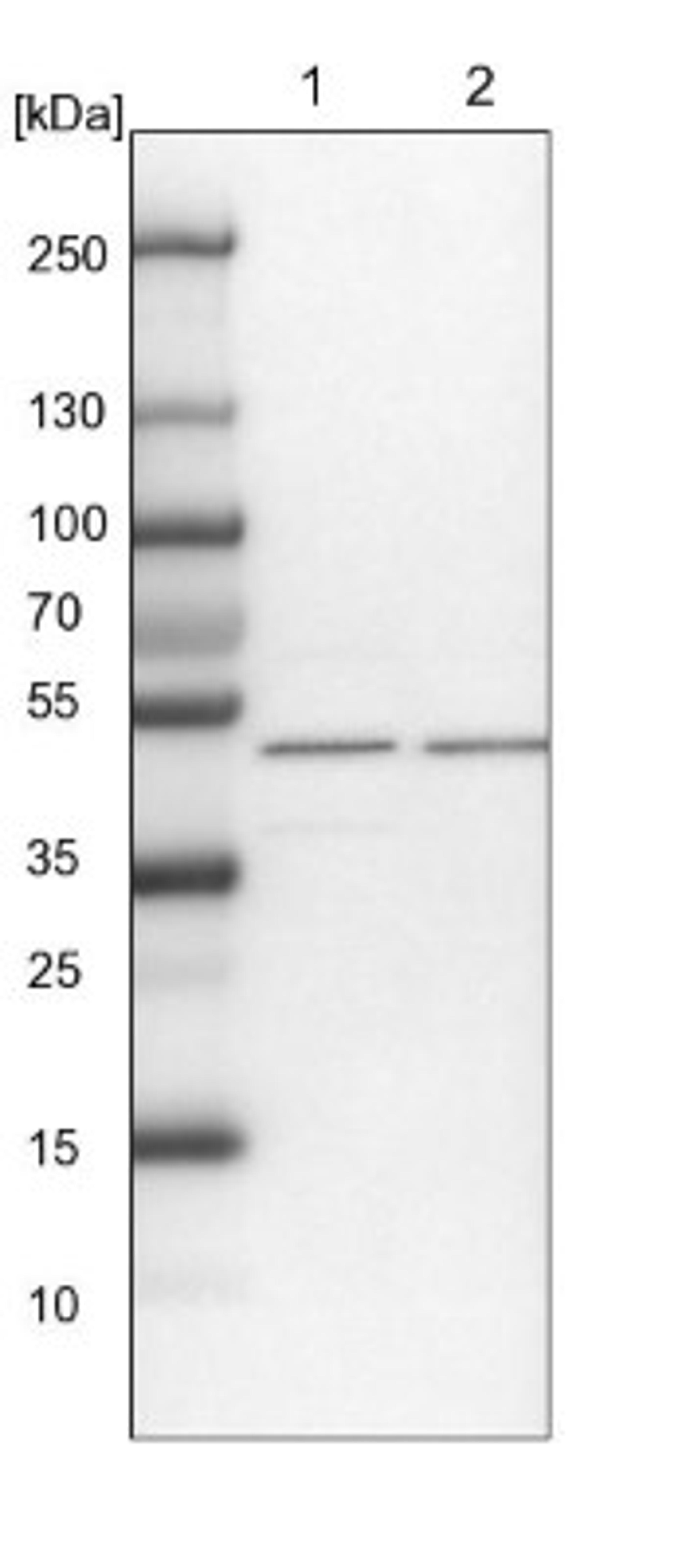 Western Blot: WDR37 Antibody [NBP1-81450] - Lane 1: NIH-3T3 cell lysate (Mouse embryonic fibroblast cells)<br/>Lane 2: NBT-II cell lysate (Rat Wistar bladder tumour cells)