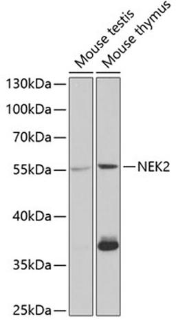 Western blot - NEK2 antibody (A5355)