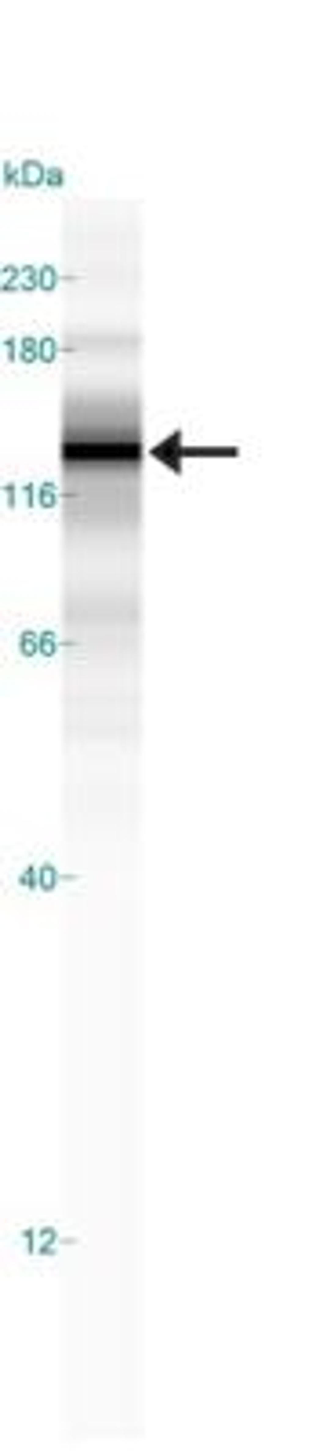 Simple Western: SREBP1 Antibody (2A4) [NB600-582] - Simple Western lane view shows a specific band for SREBP1 in 1.0 mg/ml of HeLa lysate.  This experiment was performed under reducing conditions using the 12-230 kDa separation system.