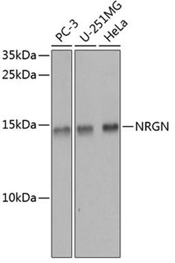 Western blot - NRGN antibody (A8444)