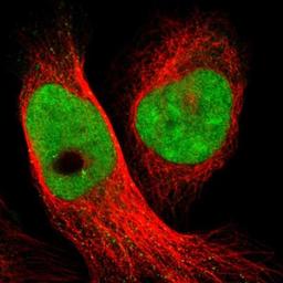 Immunofluorescence: SMCR8 Antibody [NBP1-93833] - Staining of human cell line U-2 OS shows positivity in nuclei but not nucleoli.