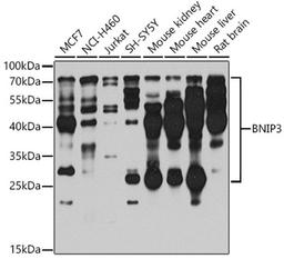 Western blot - BNIP3 antibody (A5683)