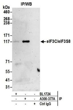 Detection of human eIF3C/eIF3S8 by western blot of immunoprecipitates.