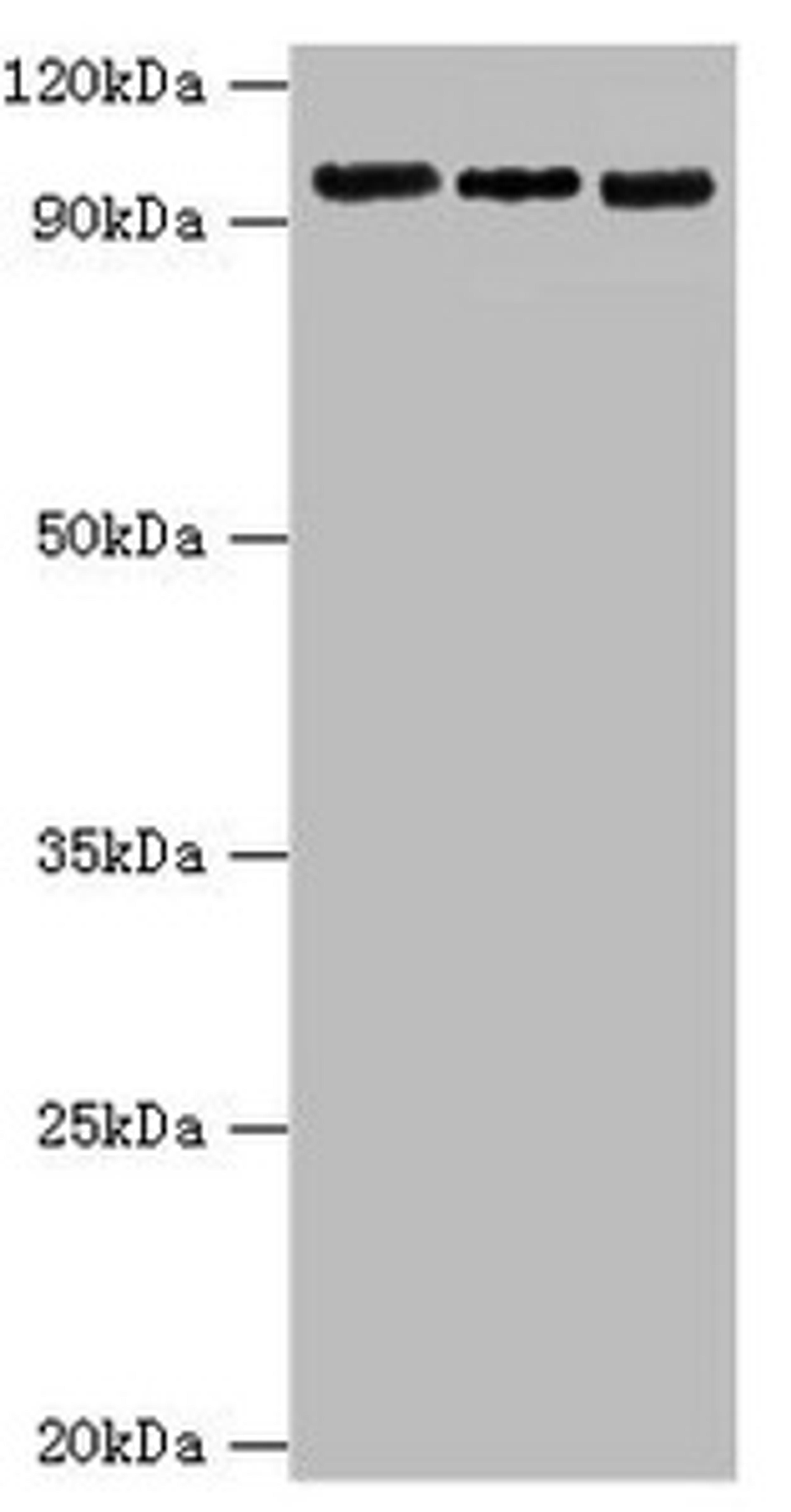 Western blot. All lanes: Circadian locomoter output cycles protein kaput antibody at 6ug/ml. Lane 1: Hela whole cell lysate. Lane 2: NIH/3T3 whole cell lysate. Lane 3: 293T whole cell lysate. Secondary. Goat polyclonal to rabbit IgG at 1/10000 dilution. Predicted band size: 95 kDa. Observed band size: 95 kDa.