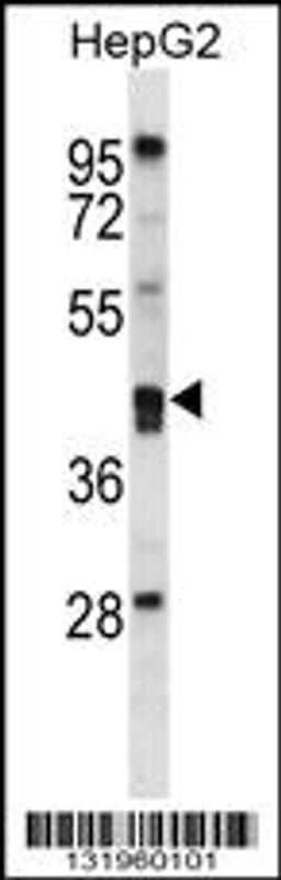 Western blot analysis in HepG2 cell line lysates (35ug/lane).