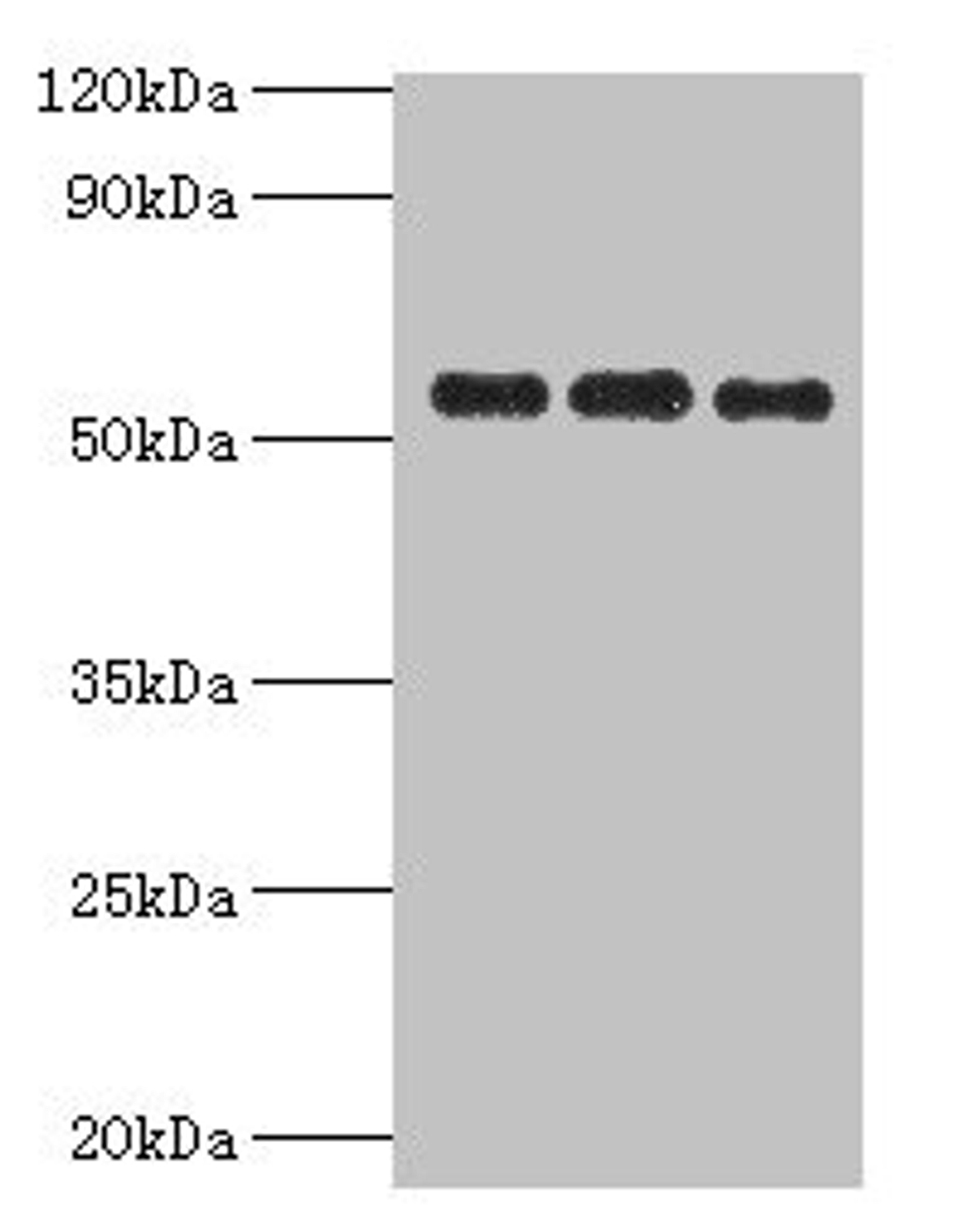 Western blot. All lanes: PDHX antibody at 6ug/ml. Lane 1: 293T whole cell lysate. Lane 2: PC-3 whole cell lysate. Lane 3: MCF-7 whole cell lysate. Secondary. Goat polyclonal to rabbit IgG at 1/10000 dilution. Predicted band size: 55, 30, 52 kDa. Observed band size: 55 kDa.