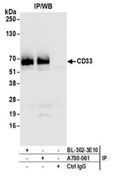 Detection of human CD33 by western blot of immunoprecipitates.