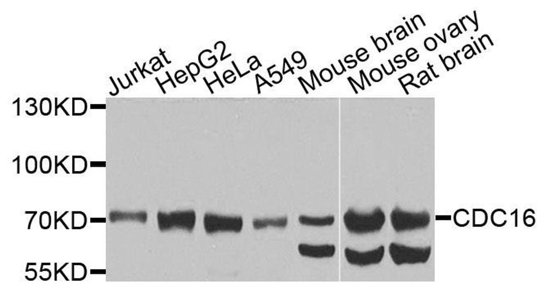 Western blot analysis of extracts of various cells using CDC16 antibody