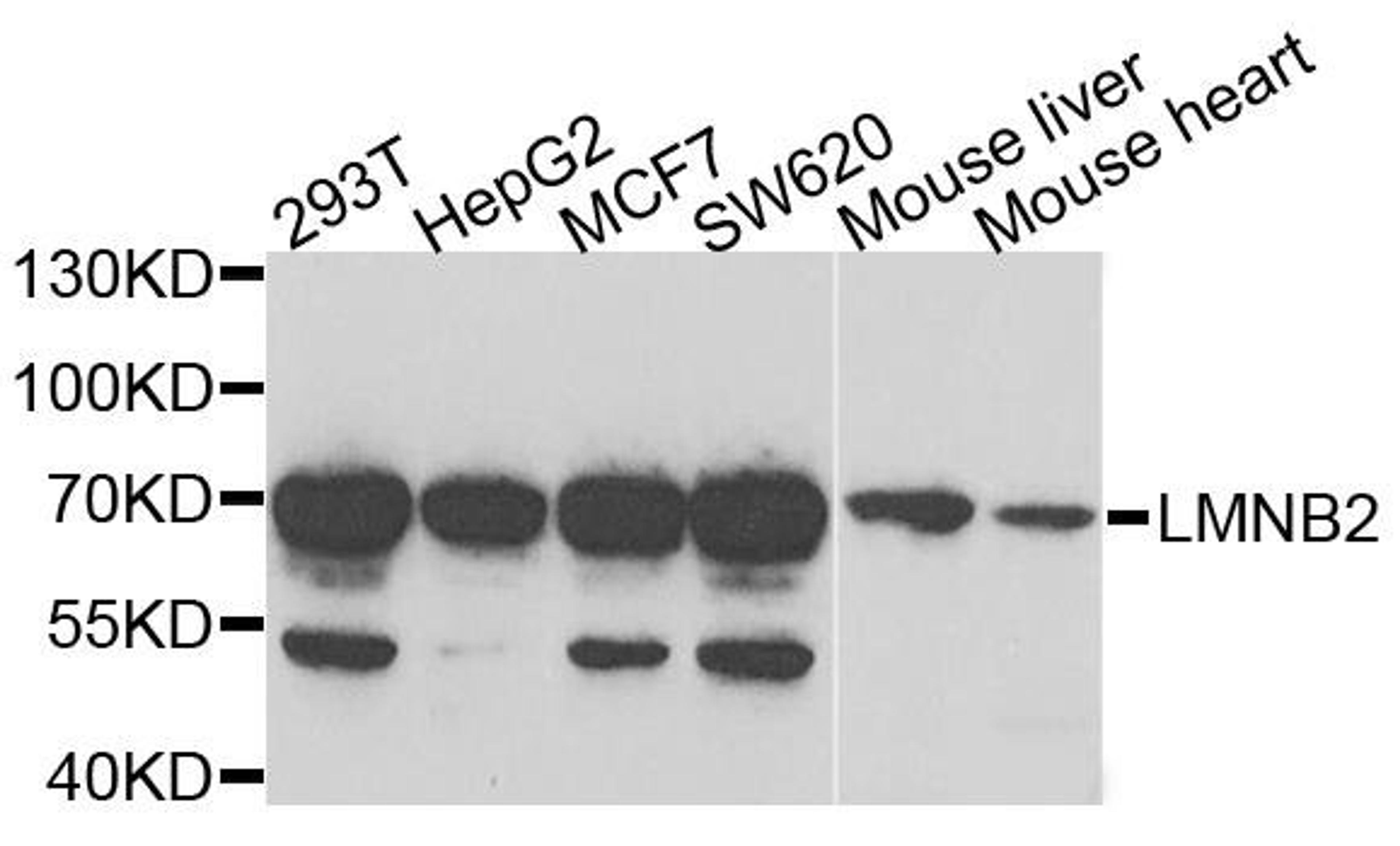 Western blot analysis of extracts of various cells using LMNB2 antibody