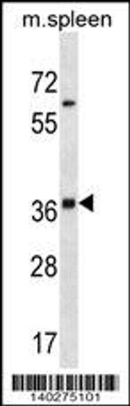 Western blot analysis in mouse spleen tissue lysates (35ug/lane).