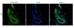 Immunofluorescence image of pig lung tissue using ATAD2 antibody (dilution at 1:100)