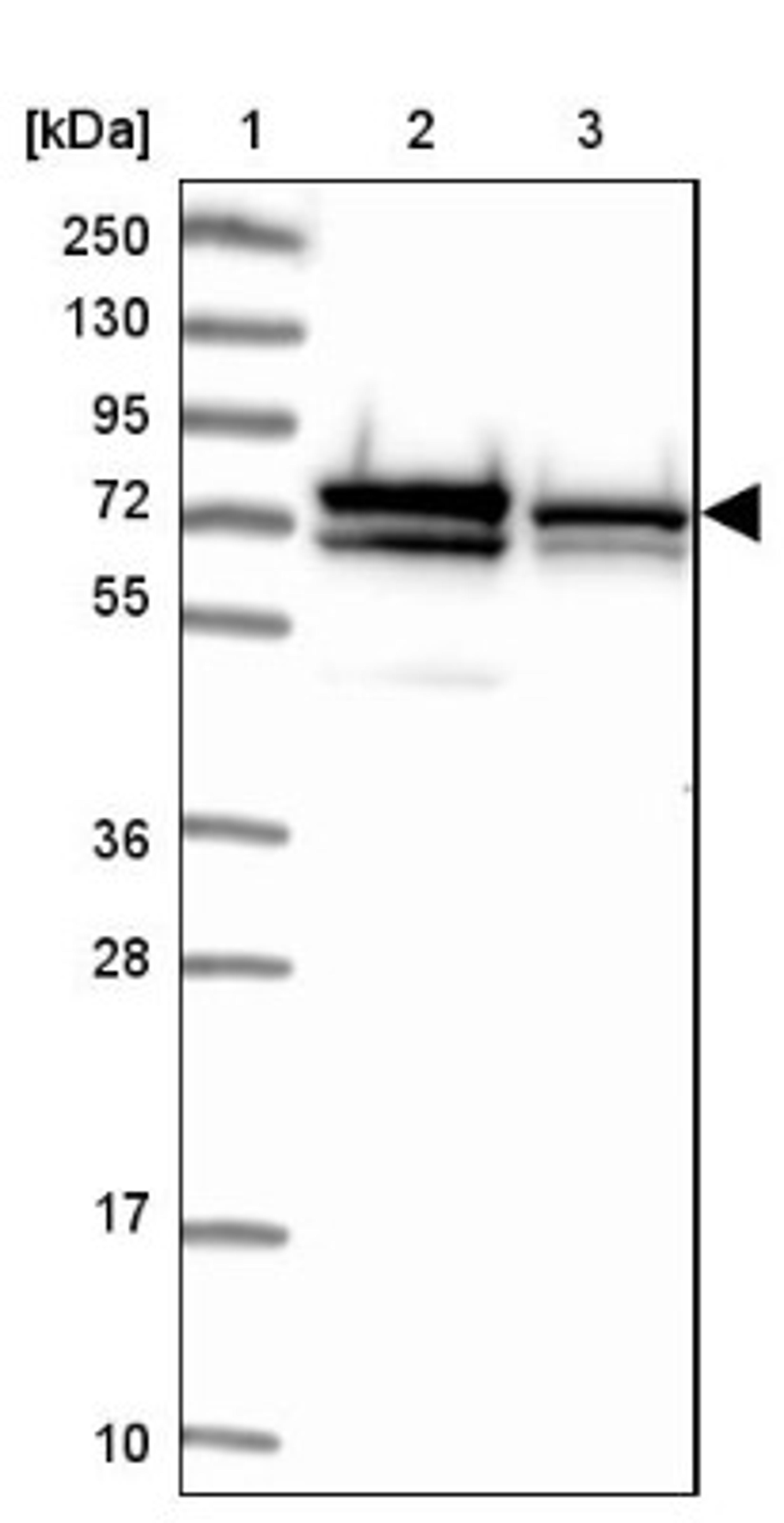 Western Blot: Septin-9 Antibody [NBP2-13294] - Lane 1: Marker [kDa] 250, 130, 95, 72, 55, 36, 28, 17, 10<br/>Lane 2: Human cell line RT-4<br/>Lane 3: Human cell line U-251MG sp