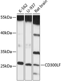 Western blot - CD300LF antibody (A13829)