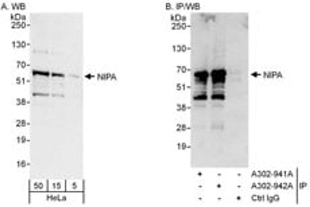 Detection of human NIPA by western blot and immunoprecipitation.