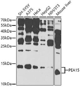 Western blot - PEA15 antibody (A9956)