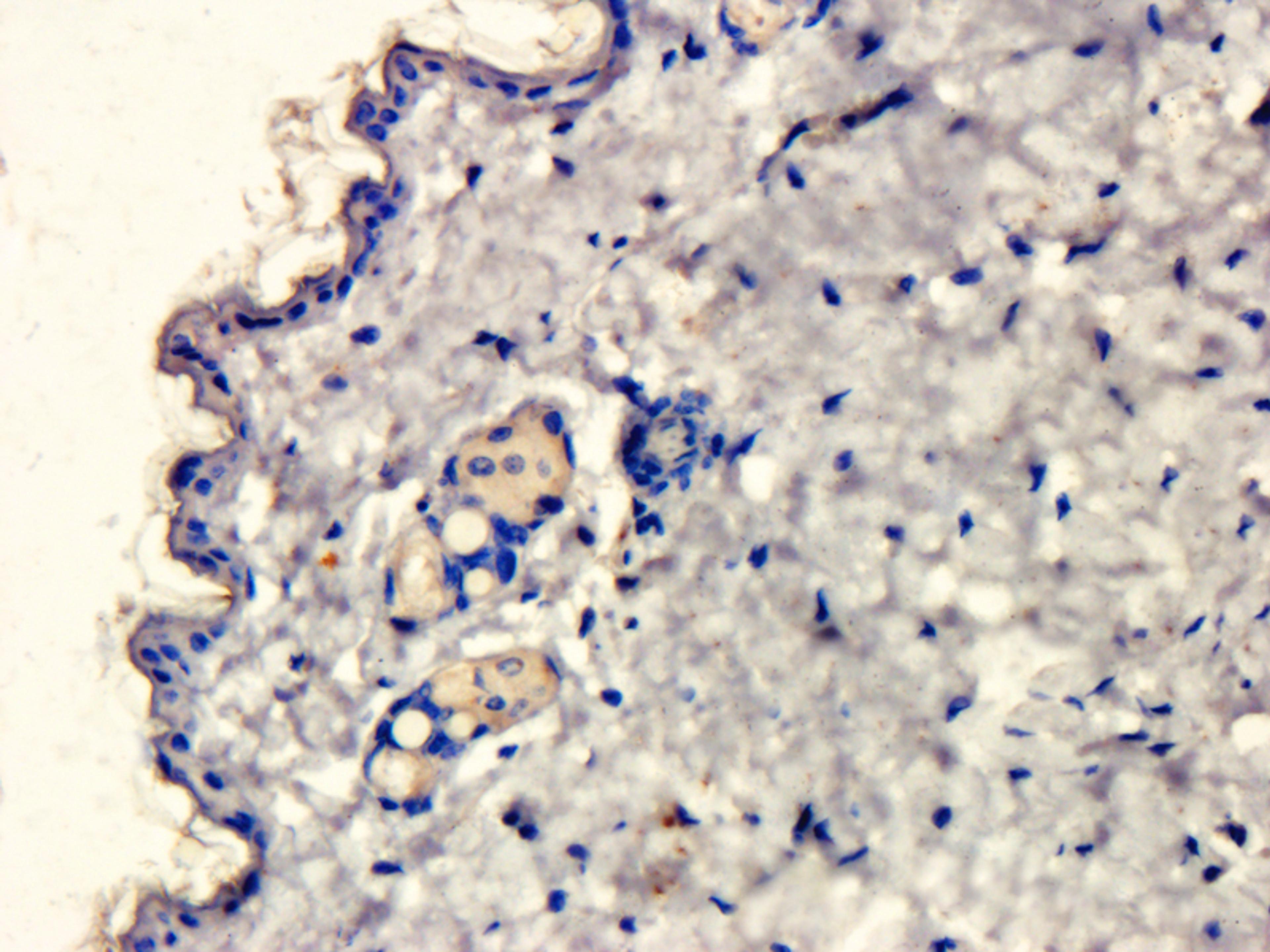 Immunohistochemical staining of paraffin embedded mouse skin tissue using MIP3 beta antibody (2.5 ug/ml)