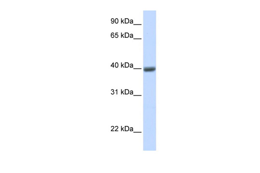 Antibody used in WB on Human Heart at 0.2-1 ug/ml.