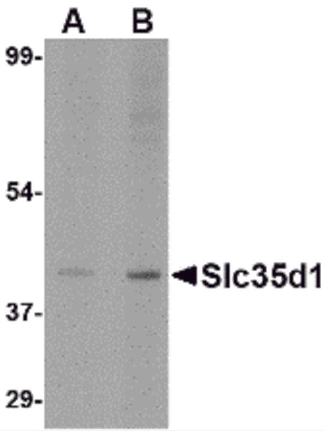 Western blot analysis of Slc35D1 inA-20 lysate with Slc35D1 antibody at (A) 1 and (B) 2 μg/mL.
