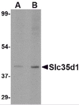 Western blot analysis of Slc35D1 inA-20 lysate with Slc35D1 antibody at (A) 1 and (B) 2 μg/mL.