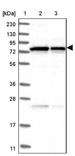 Western Blot: Prolyl Endopeptidase Antibody [NBP2-33950] - Lane 1: Marker [kDa] 230, 130, 95, 72, 56, 36, 28, 17, 11<br/>Lane 2: Human cell line RT-4<br/>Lane 3: Human cell line U-251MG sp