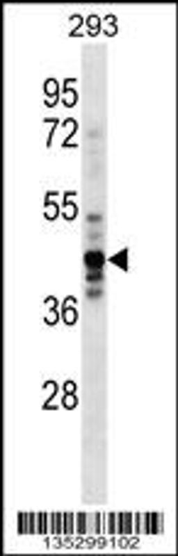 Western blot analysis in 293 cell line lysates (35ug/lane).