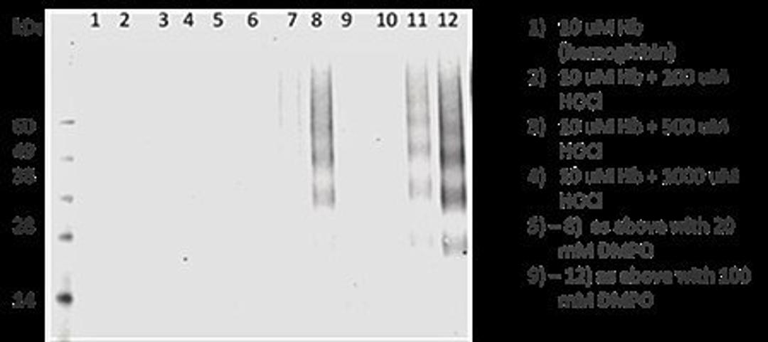 Western blot analysis of DMPO using DMPO antibody