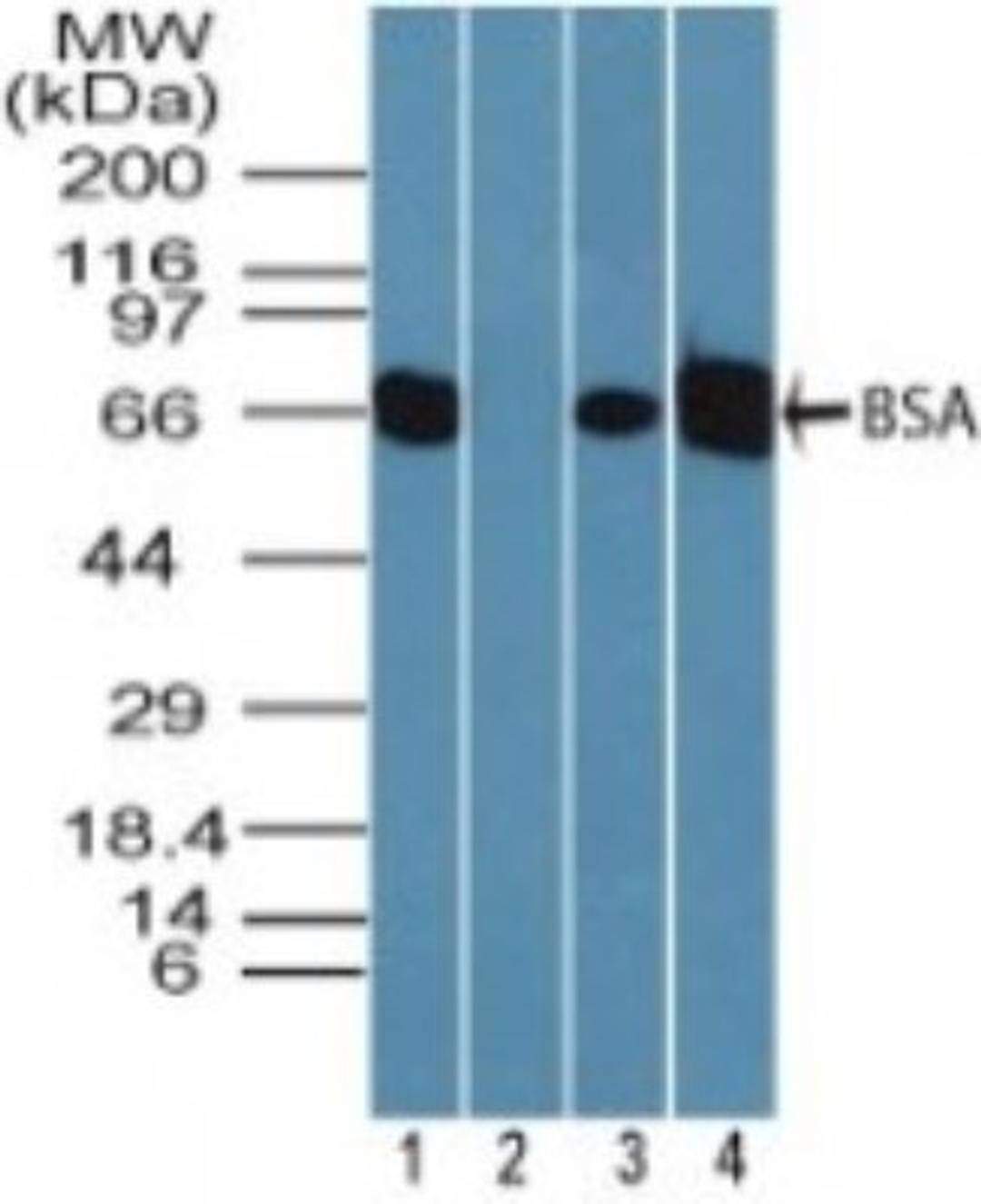 Western Blot: Bovine Serum Albumin Antibody [NBP2-24936] - Analysis of BSA in human liver lysate in the 1) absence and 2) presence of immunizing peptide, 3) mouse liver lysate and 4) rat liver lysate using NBP2-24936 at 0.05 ug/ml. Goat anti-rabbit Ig HRP secondary antibody and PicoTect ECL substrate solution were used for this test.