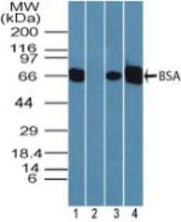 Western Blot: Bovine Serum Albumin Antibody [NBP2-24936] - Analysis of BSA in human liver lysate in the 1) absence and 2) presence of immunizing peptide, 3) mouse liver lysate and 4) rat liver lysate using NBP2-24936 at 0.05 ug/ml. Goat anti-rabbit Ig HRP secondary antibody and PicoTect ECL substrate solution were used for this test.