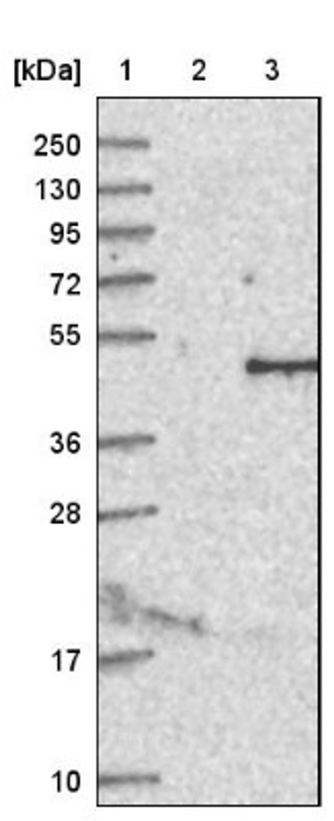 Western Blot: IL12B Antibody [NBP1-84440] - Lane 1: Marker [kDa] 250, 130, 95, 72, 55, 36, 28, 17, 10<br/>Lane 2: Negative control (vector only transfected HEK293T lysate)<br/>Lane 3: Over-expression lysate (Co-expressed with a C-terminal myc-DDK tag (~3.1 kDa) in mammalian HEK293T cells, LY400792)