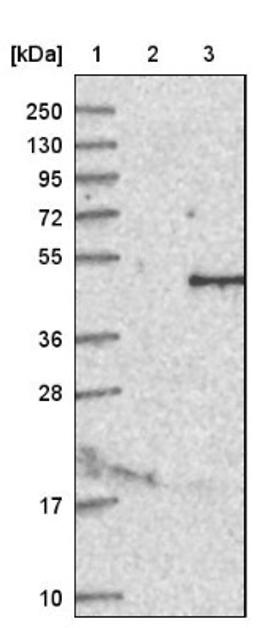 Western Blot: IL12B Antibody [NBP1-84440] - Lane 1: Marker [kDa] 250, 130, 95, 72, 55, 36, 28, 17, 10<br/>Lane 2: Negative control (vector only transfected HEK293T lysate)<br/>Lane 3: Over-expression lysate (Co-expressed with a C-terminal myc-DDK tag (~3.1 kDa) in mammalian HEK293T cells, LY400792)