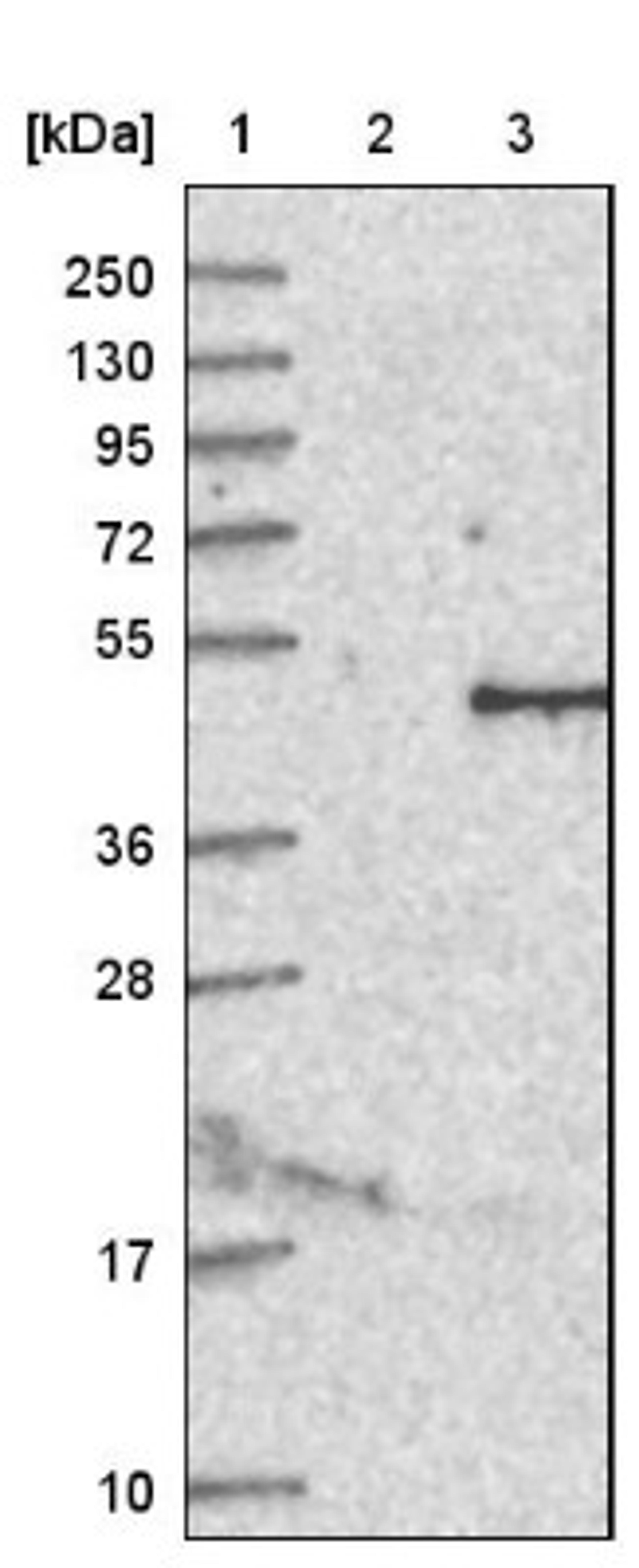 Western Blot: IL12B Antibody [NBP1-84440] - Lane 1: Marker [kDa] 250, 130, 95, 72, 55, 36, 28, 17, 10<br/>Lane 2: Negative control (vector only transfected HEK293T lysate)<br/>Lane 3: Over-expression lysate (Co-expressed with a C-terminal myc-DDK tag (~3.1 kDa) in mammalian HEK293T cells, LY400792)