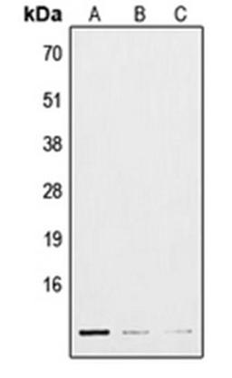 Western blot analysis of HepG2 (Lane 1), mouse lung (Lane 2), H9C2 (Lane 3) whole cell lysates using POLR3K antibody