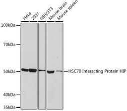 Western blot - HSC70 Interacting Protein HIP Rabbit mAb (A9567)