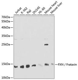 Western blot - FXN / Frataxin antibody (A1745)