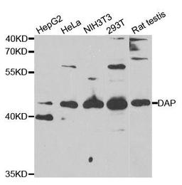 Western blot analysis of extracts of various cell lines using DAP antibody