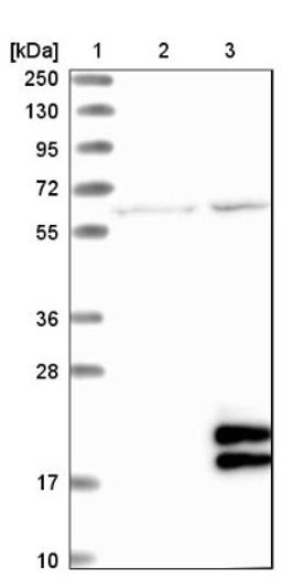 Western Blot: LYPD2 Antibody [NBP1-93534] - Lane 1: Marker [kDa] 250, 130, 95, 72, 55, 36, 28, 17, 10<br/>Lane 2: Negative control (vector only transfected HEK293T lysate)<br/>Lane 3: Over-expression lysate (Co-expressed with a C-terminal myc-DDK tag (~3.1 kDa) in mammalian HEK293T cells, LY404255)