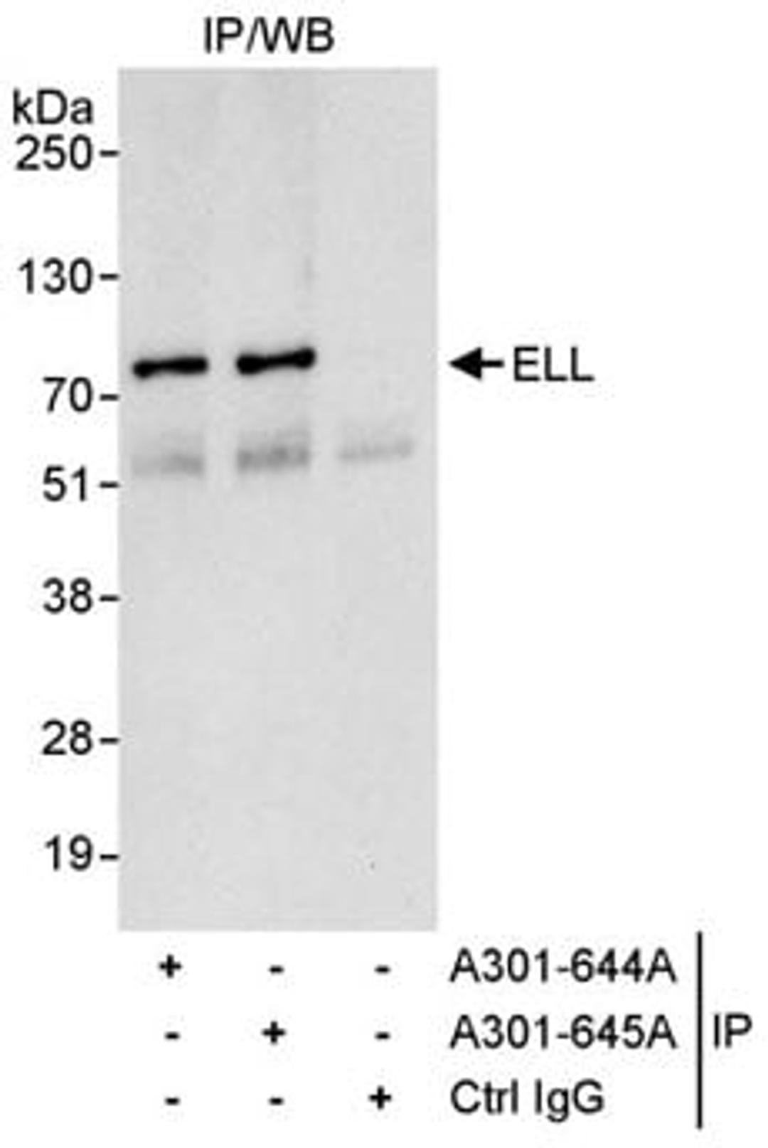 Detection of human ELL by western blot of immunoprecipitates.