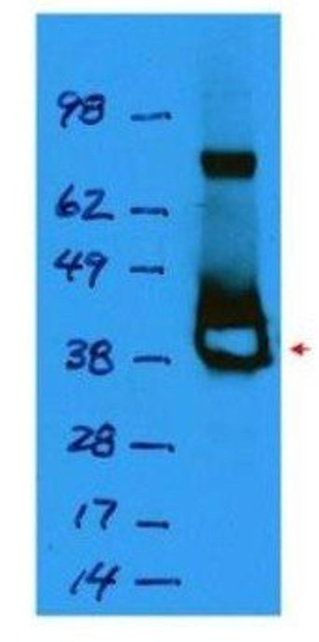 Western blot analysis of corresponding to recombinant Lac I (arrowhead) using Lac I antibody