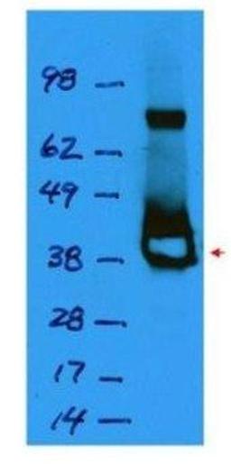 Western blot analysis of corresponding to recombinant Lac I (arrowhead) using Lac I antibody