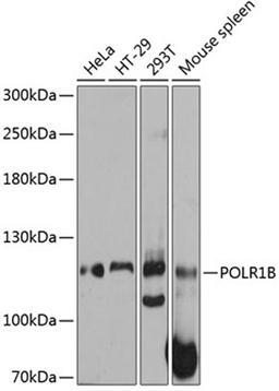 Western blot - POLR1B antibody (A12034)