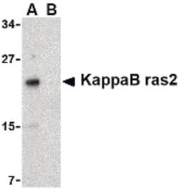 Western blot analysis of KappaB ras2 in RAW264.7 cell lysate with KappaB ras2 antibody at 1 μg/mL in the (A) absence and (B) presence of blocking peptide.