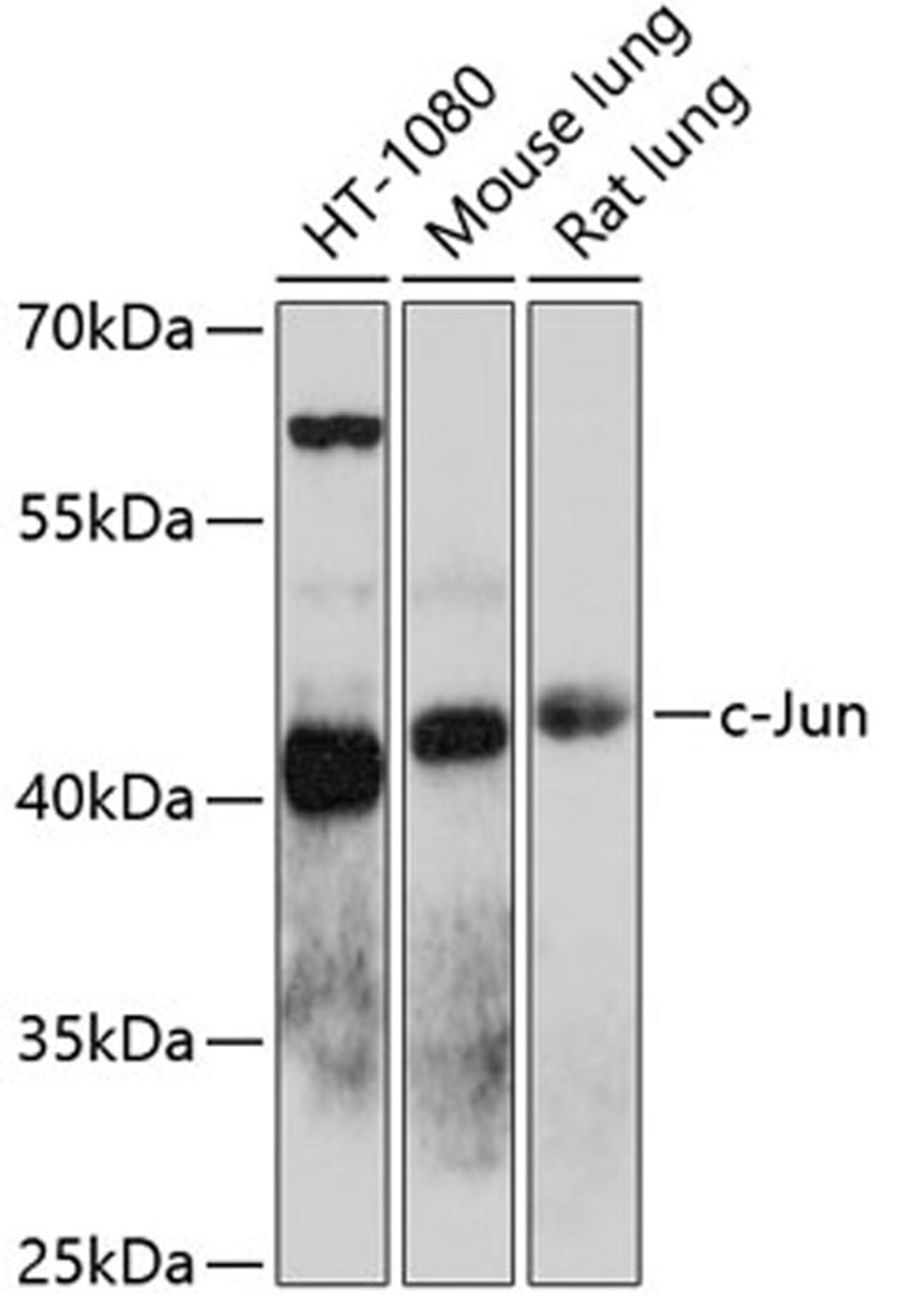 Western blot - c-Jun antibody (A11378)