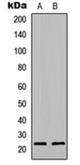 Western blot analysis of Jurkat (Lane 1), NIH3T3 (Lane 2) whole cell lysates using p23 antibody