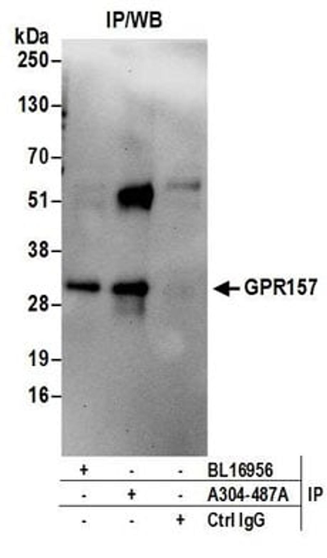 Detection of human GPR157 by western blot of immunoprecipitates.