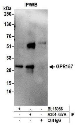 Detection of human GPR157 by western blot of immunoprecipitates.