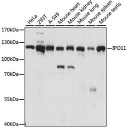 Western blot - IPO11 antibody (A14680)