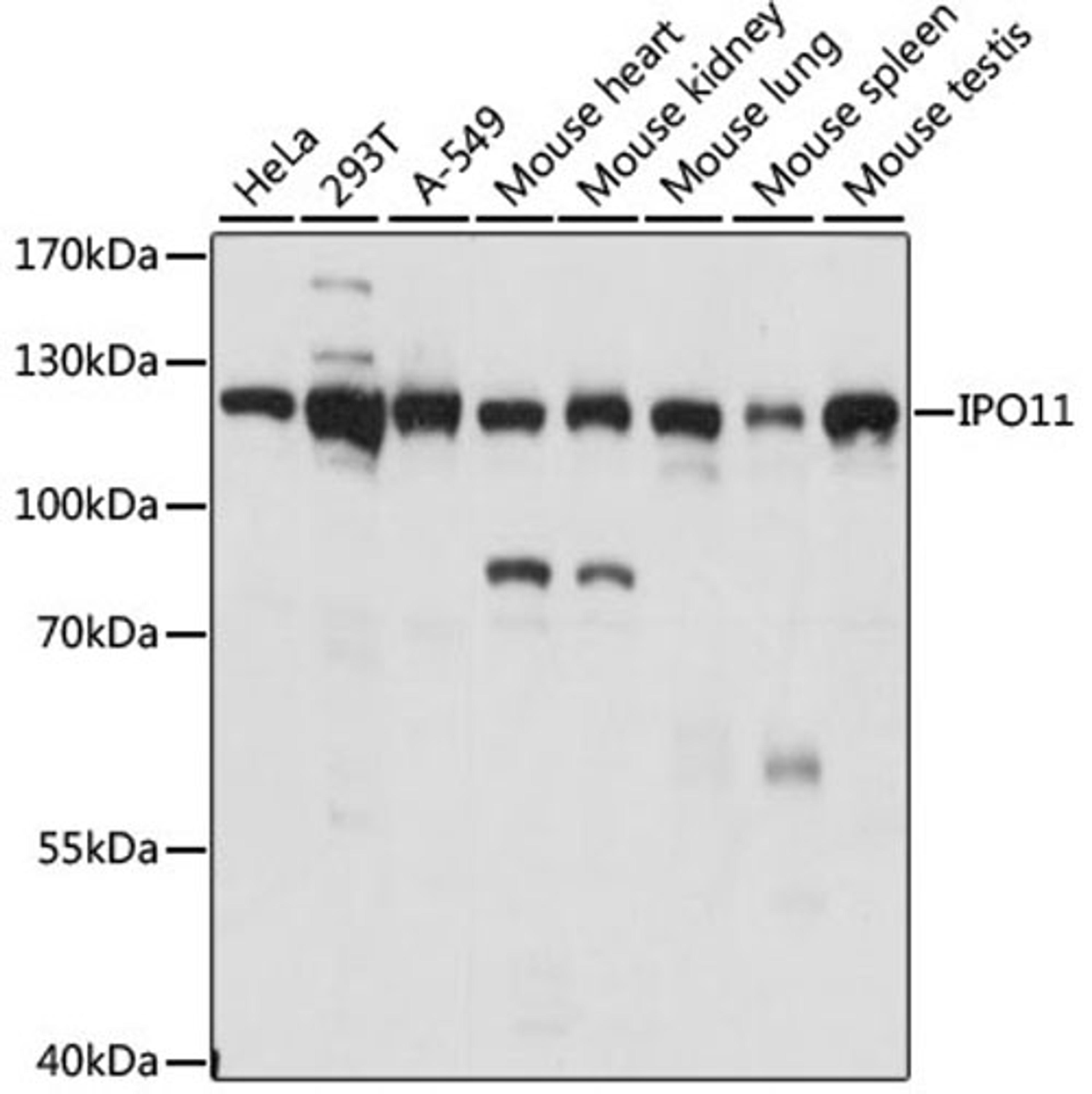 Western blot - IPO11 antibody (A14680)